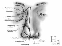 [코해부] 코의 뼈대와 각 부분의 명칭
